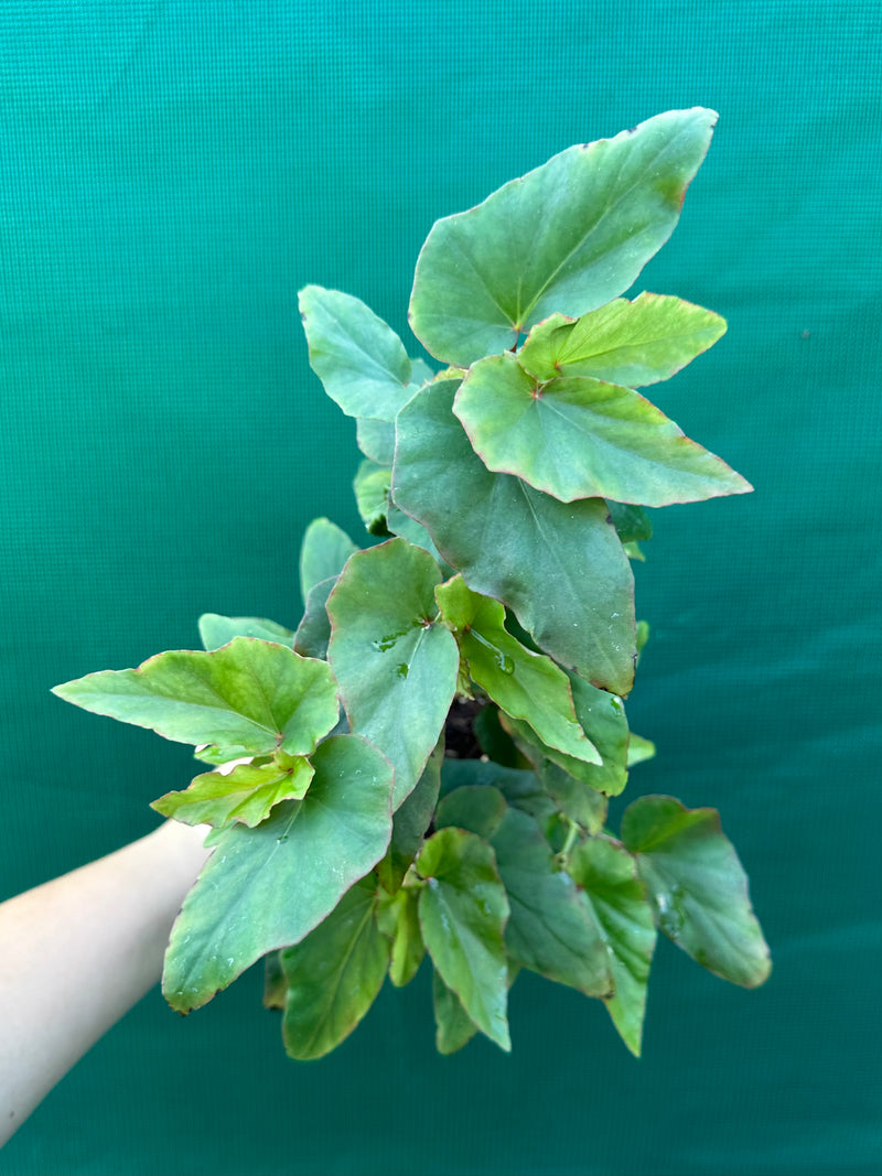 Begonia ‘Kathleen Myer’ NEW