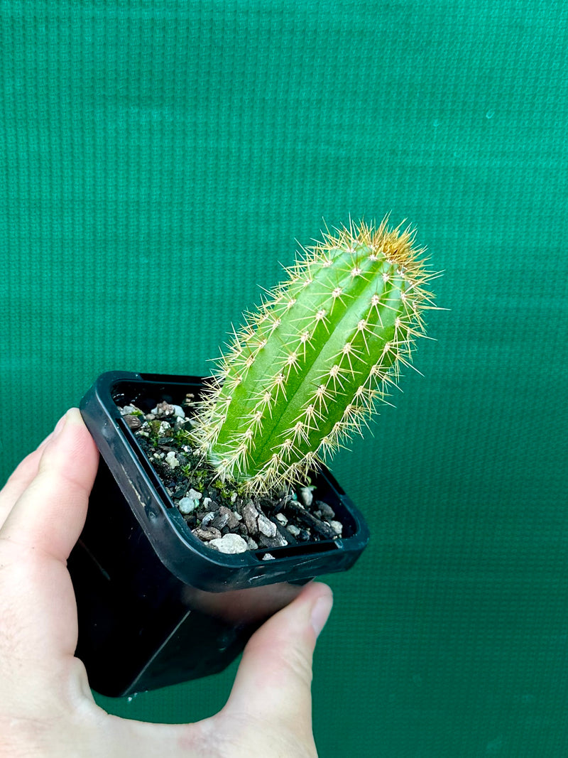 Trichocereus spachianus NEW