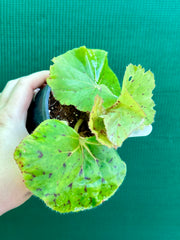 Begonia ‘Wild Oats’