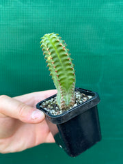 Euphorbia jansenvillensis