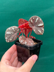 Begonia balansana NEW