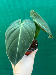 Philodendron Melanochrysum