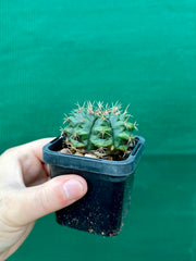 Gymnocalycium