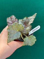 Begonia ‘Windemere’