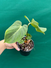 Philodendron ‘Gloriosum’