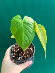 Philodendron 'Majestic' (Verrucosum x Sodiroi)