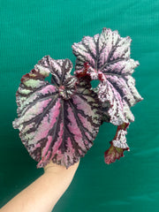 Begonia ‘Sun Seeker’ NEW