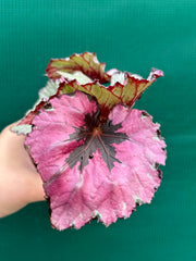 Begonia ‘Kotubuki’