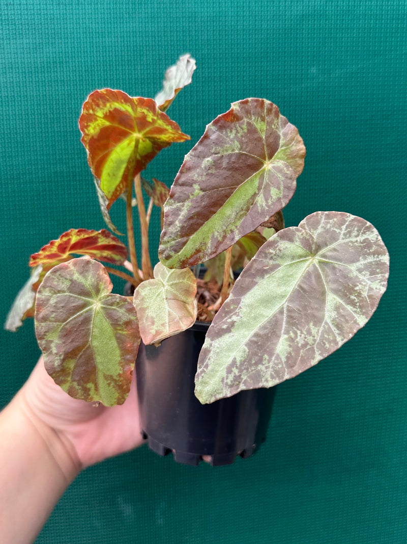 Begonia ‘Burkillii’ NEW