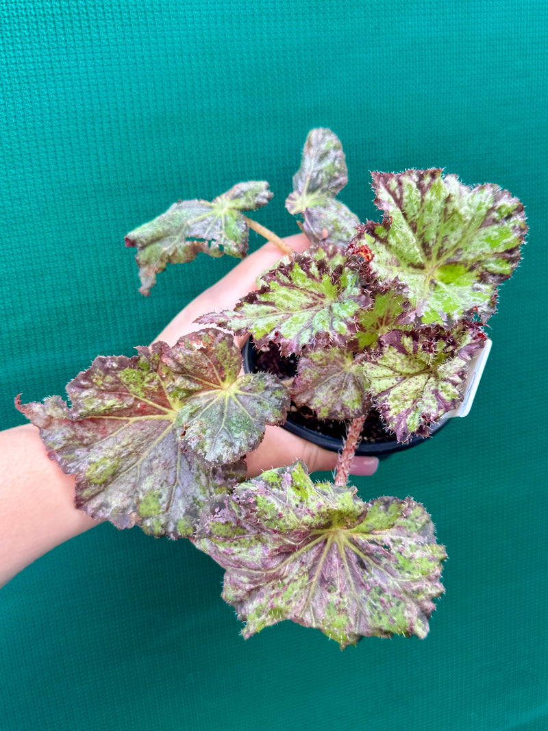 Begonia ‘Queen Adeliade’ NEW