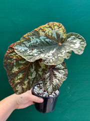 Begonia ‘Silver Legend’