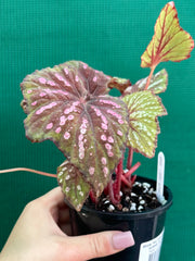 Begonia ‘Hot Pink Spotty’ NEW