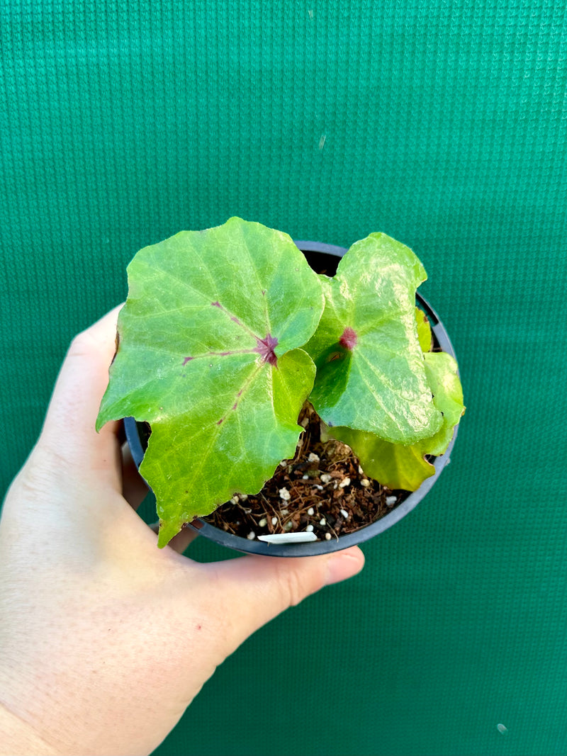 Begonia ‘Bleeding Heart’