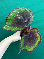 Begonia ‘Ace of Spades’ NEW