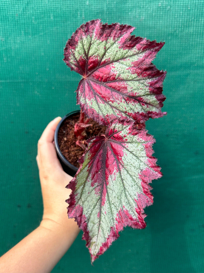 Begonia ‘Ring of Fire’