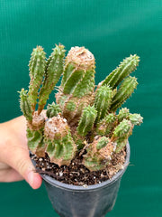 Euphorbia cv Green Elf NEW