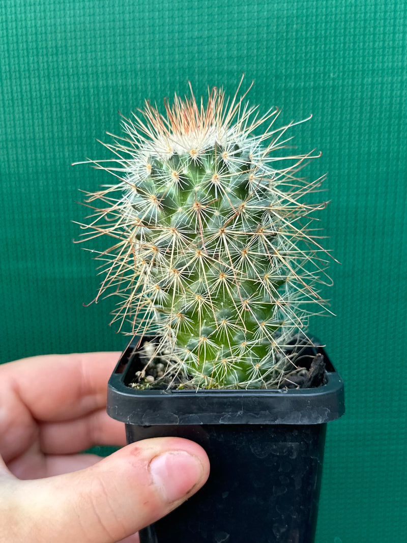 Mammillaria magnifica