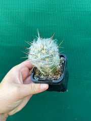 O. trollii