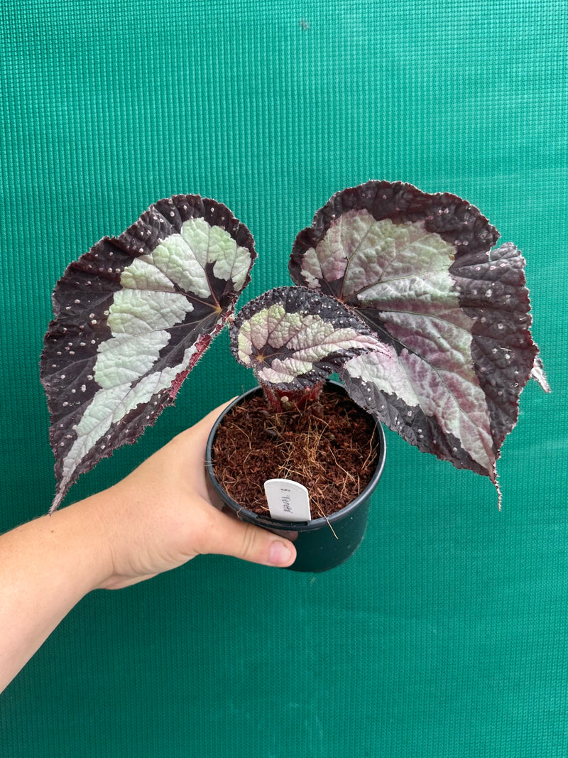 Begonia ‘Vienetta’ NEW