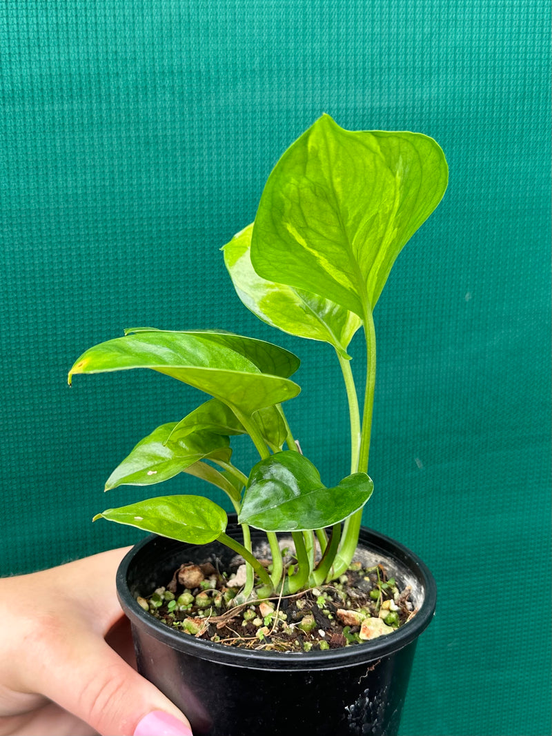 Pothos 'Green Queen’