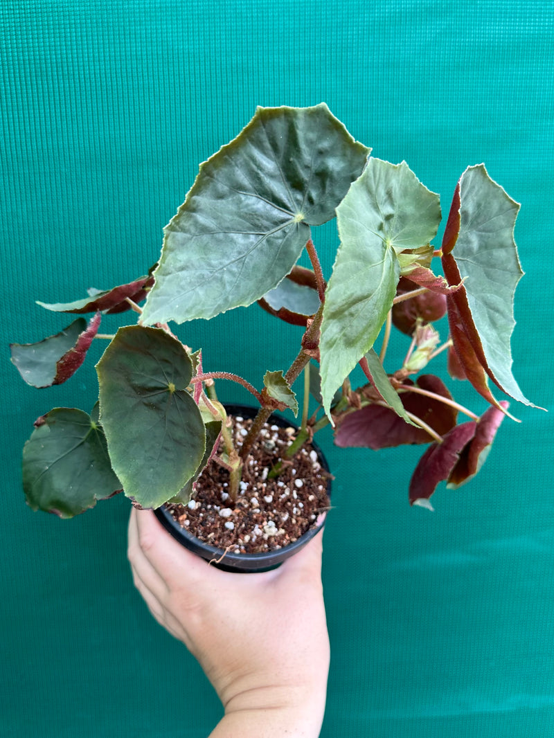 Begonia ubrici (species)