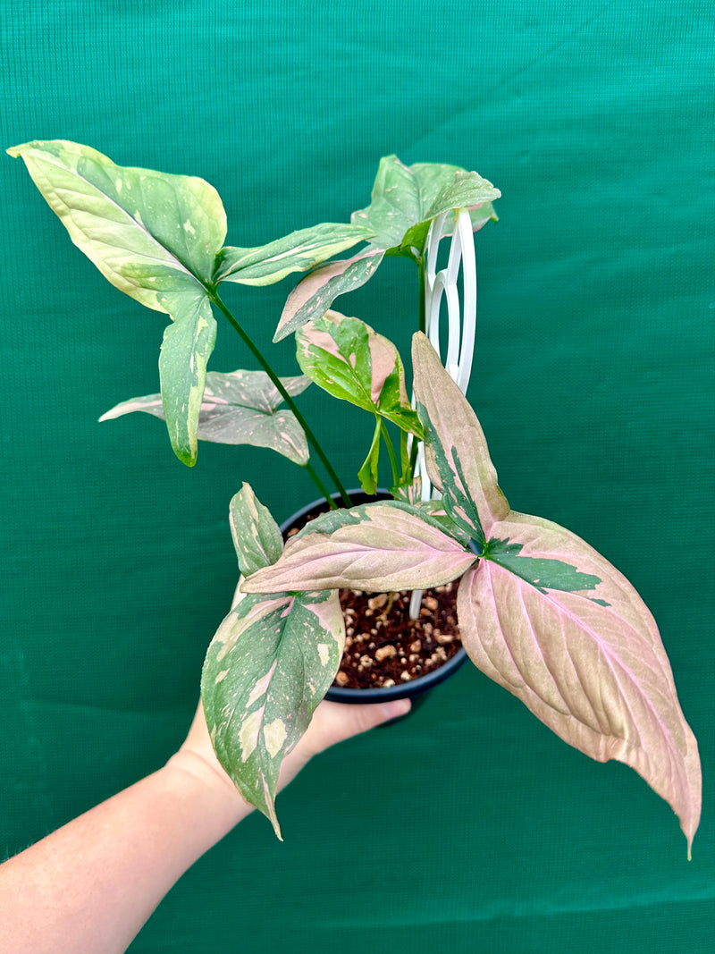 Syngonium ‘Red Spot’