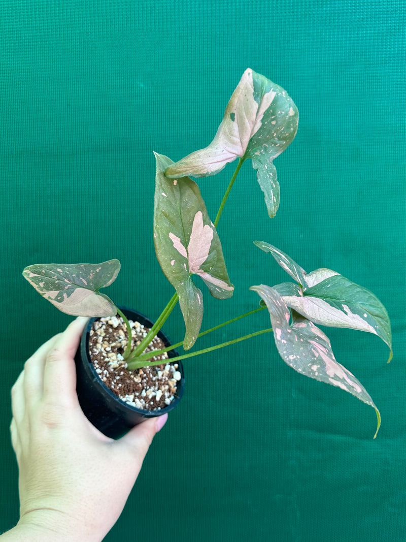 Syngonium ‘Red Spot’