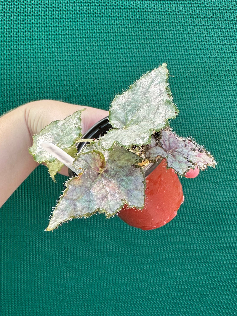 Begonia ‘Windemere’