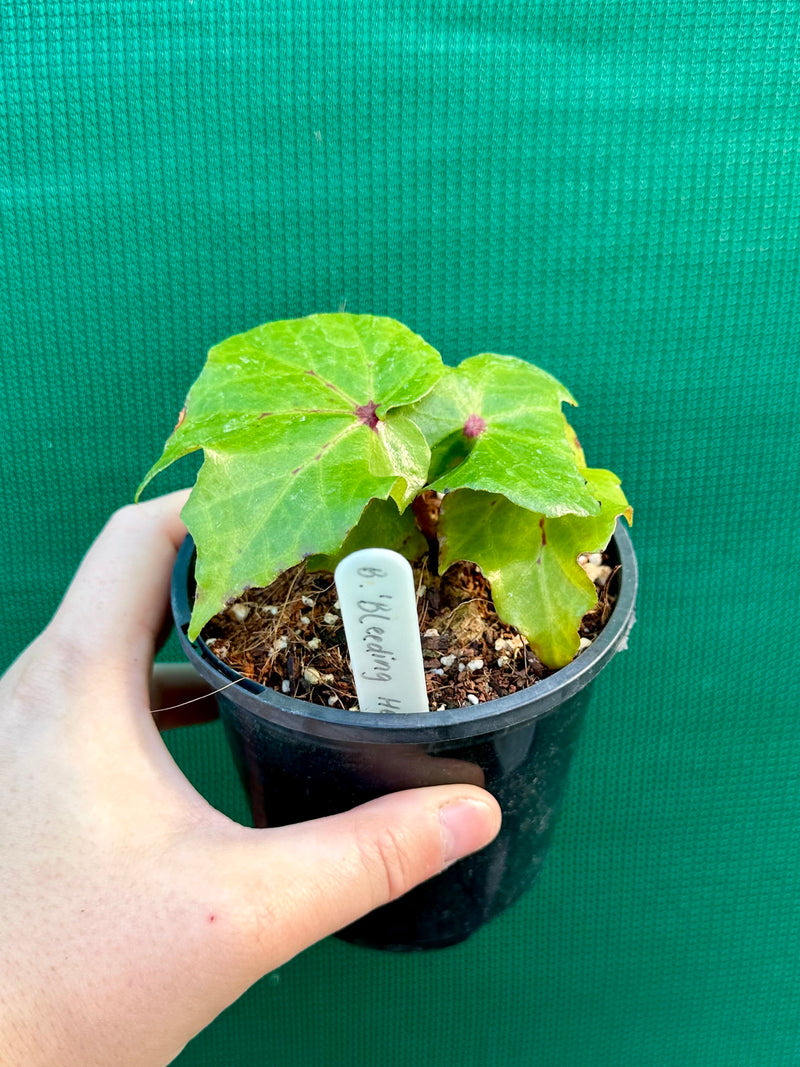 Begonia ‘Bleeding Heart’