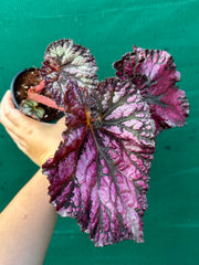 Begonia NOID 56 NEW