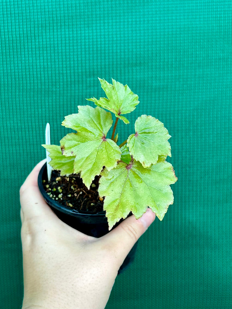 Begonia dipetala x. NEW