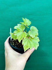 Begonia dipetala x. NEW