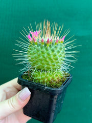 Mammillaria spinosissima cv ‘Spike’