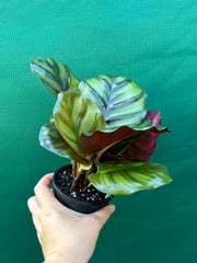 Calathea ‘Orbifolia’