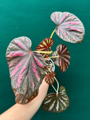 Begonia ‘Candy Stripes’ NEW