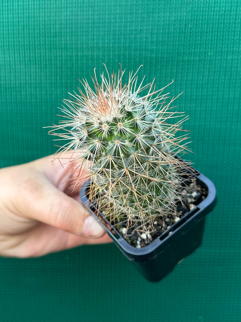 Mammillaria magnifica