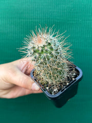 Mammillaria magnifica