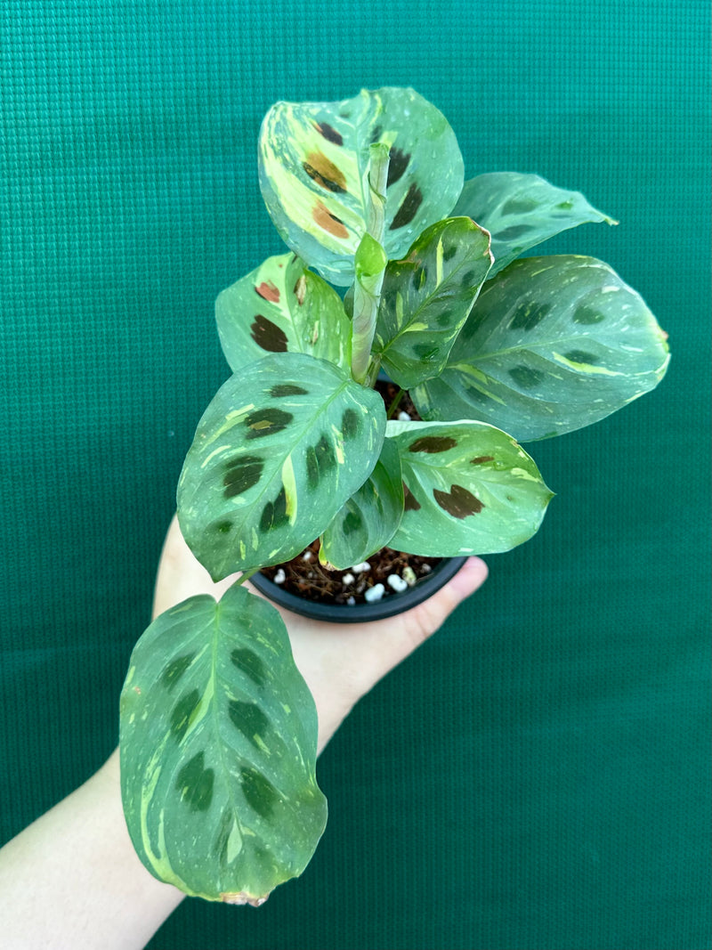 Variegated Maranta Leuconeura