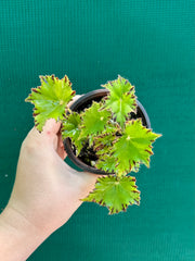 Begonia ‘Party Dress’