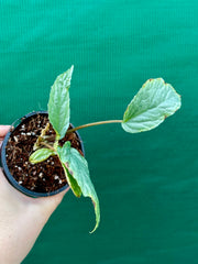 Begonia ‘Hatacoa’
