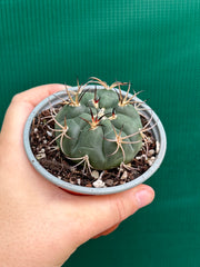 gymnocalycium (assorted)