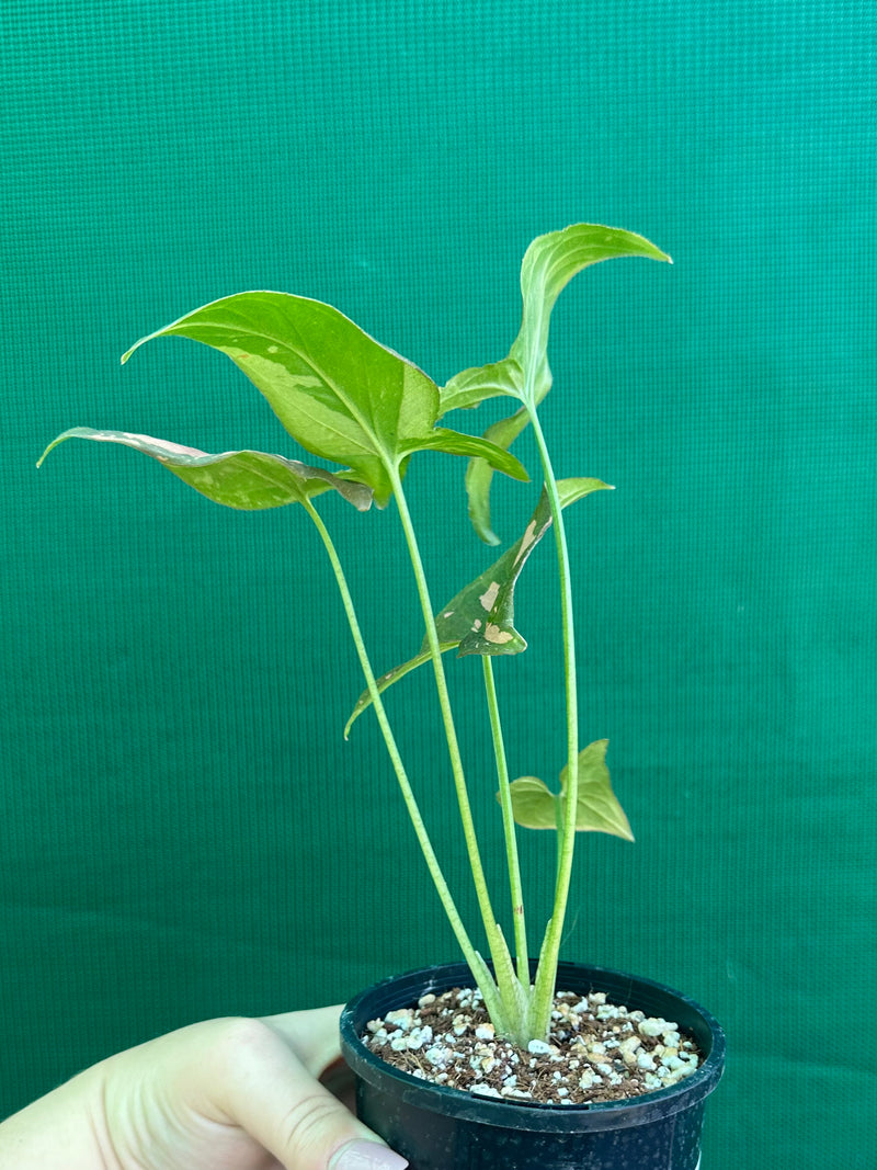 Syngonium ‘Red Spot’