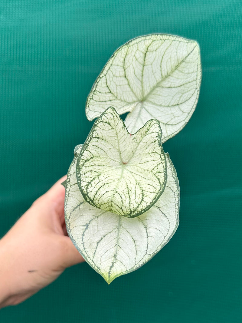 Caladium ‘Rudy’ NEW