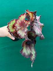 Begonia NOID 12 NEW