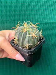 ferocactus latispinus