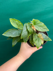 Begonia ‘Kathleen Myer’