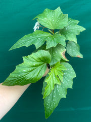 Begonia ‘Sophie Cecile’