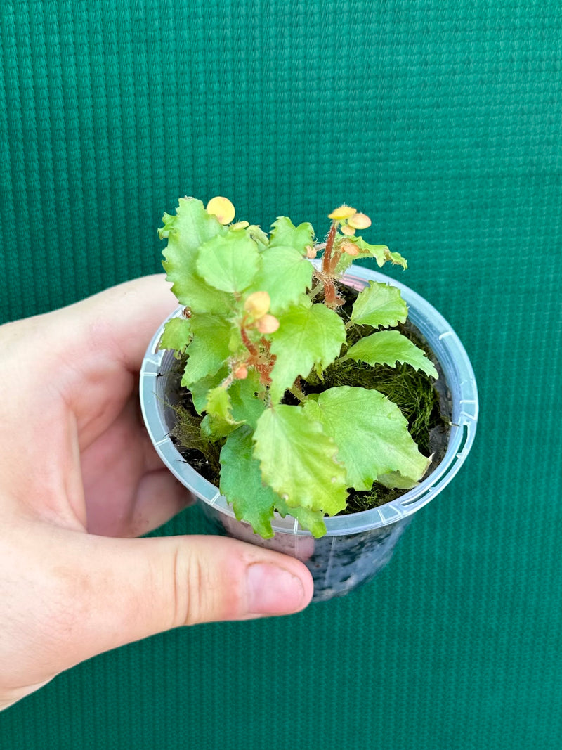 Begonia prismatorcarpa