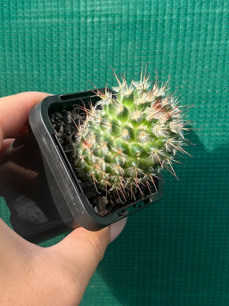 Mammillaria bombycina