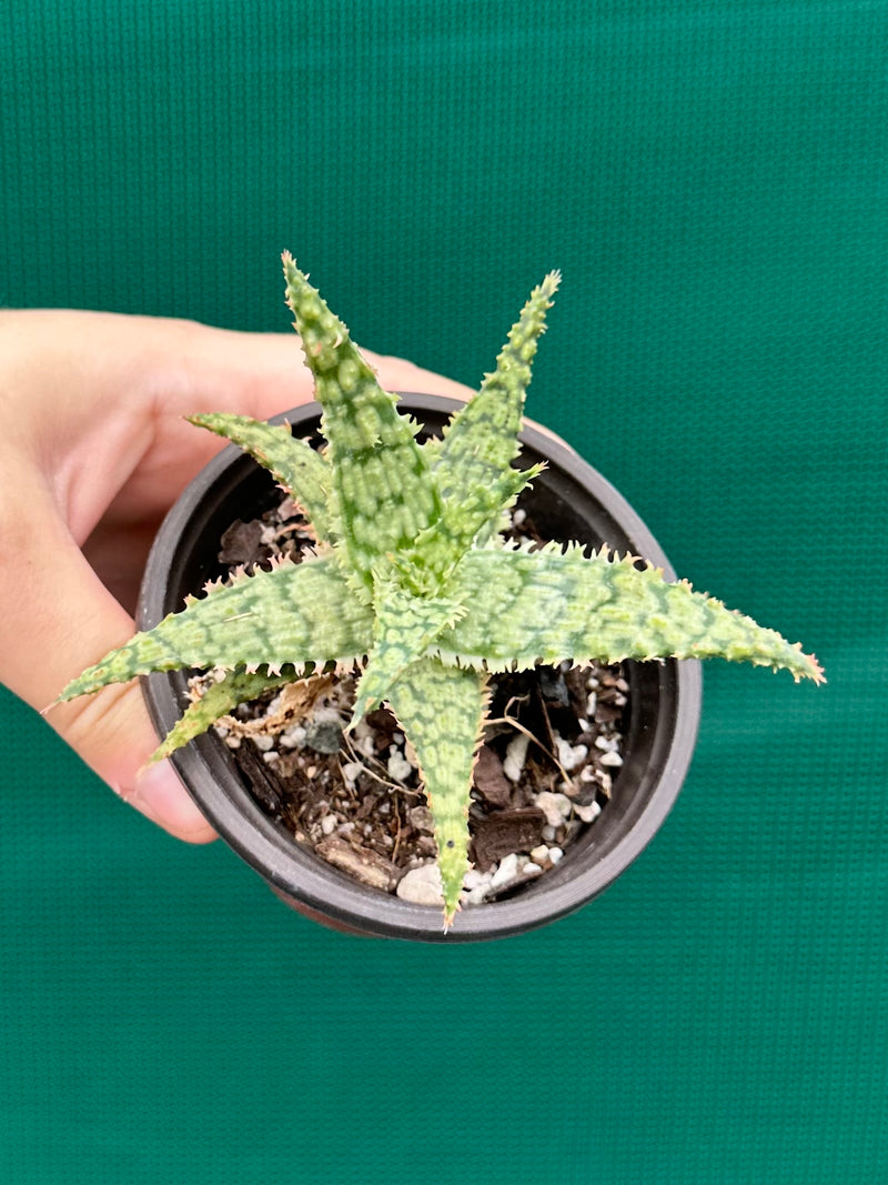 Aloe ‘Fantasy Hybrid’ NEW